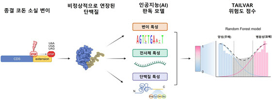 AI가 찾아낸 희귀질환과 암의 ‘숨은 범인’ 종결 코돈 변이 병원성 입증